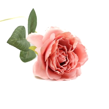 Silkerose rosa